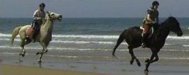 Interview: Reiten, Natur und Management?! Bild: Interview: Reiten, Natur und Management?!