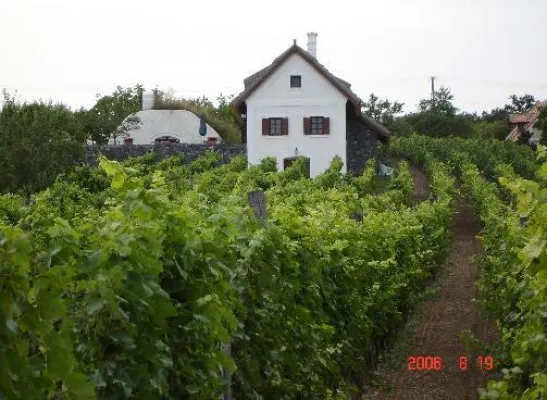 Weine aus Ungarn - eine reizvolle Weinprobe im Weinkeller des ELTVINUM Bild: Weine aus Ungarn - eine reizvolle Weinprobe im Weinkeller des ELTVINUM