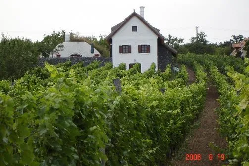 Weine aus Ungarn - eine reizvolle Weinprobe im Weinkeller des ELTVINUM Bild: Weine aus Ungarn - eine reizvolle Weinprobe im Weinkeller des ELTVINUM