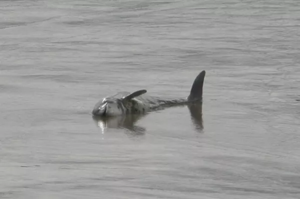 Bild: Der Ostsee-Schweinswal im Todesnetz