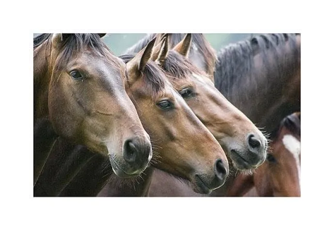 Bild: E-Cards zum kostenlosen versenden auf pferdefernsehen.eu