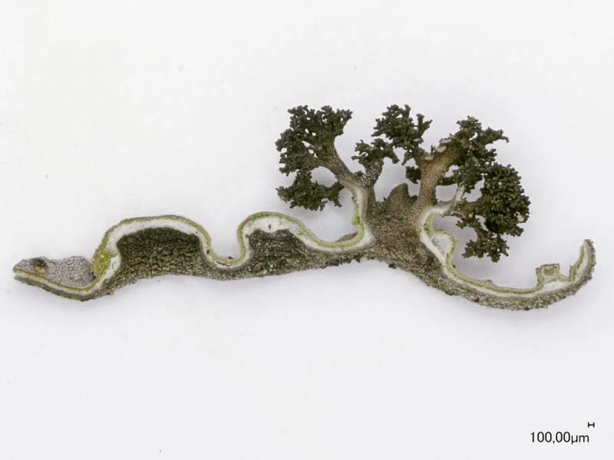 Lebensgemeinschaft aus Grünalge (obere grüne Schicht) und Pilz  - die Flechte Lasallia pustulata  (Copyright: Francesco Dal Grande)