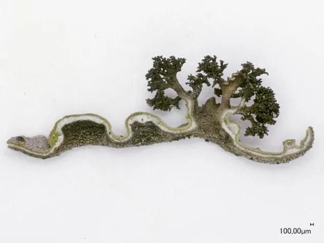 Bild: Partnertausch als Überlebensstrategie – Flechten passen sich durch Algenwechsel an neues Klima an