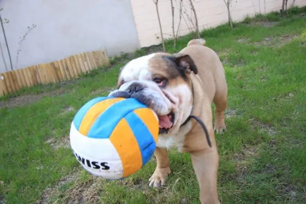 Bild: Fußball WM 2010 Berlin – Hundesitter im Einsatz