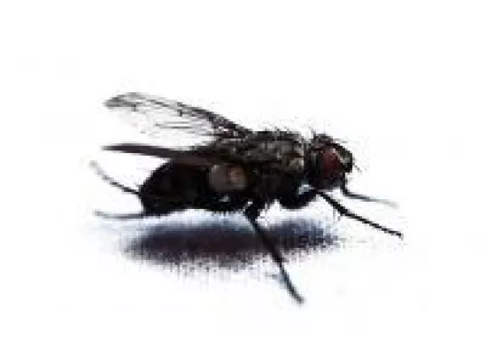 Bild: Fliegengitter vor Fenster und Türen