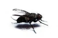 Fliegengitter vor Fenster und Türen Bild: Fliegengitter vor Fenster und Türen