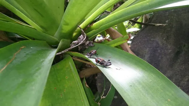 Bild: Tourismus kann auch Artenschutz