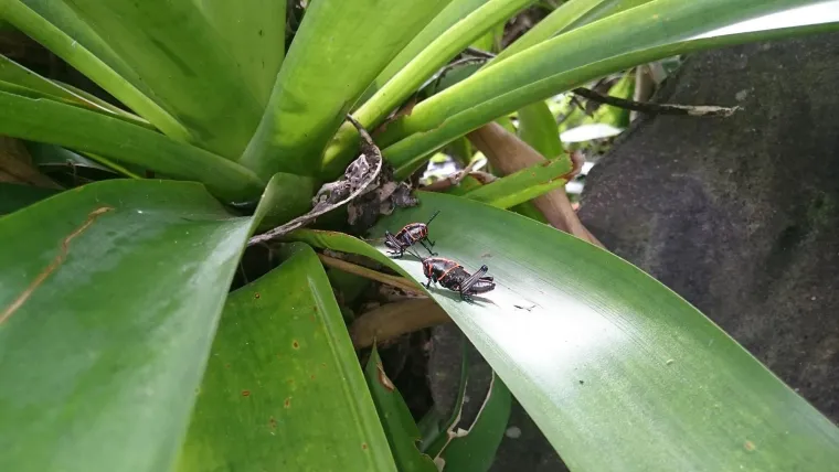 Bild: Tourismus kann auch Artenschutz