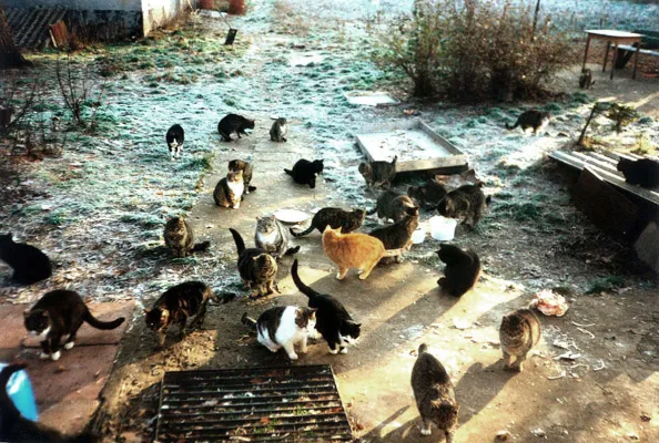 Bild: Grit Böttcher hat ein Herz für die Berliner Straßenkatzen