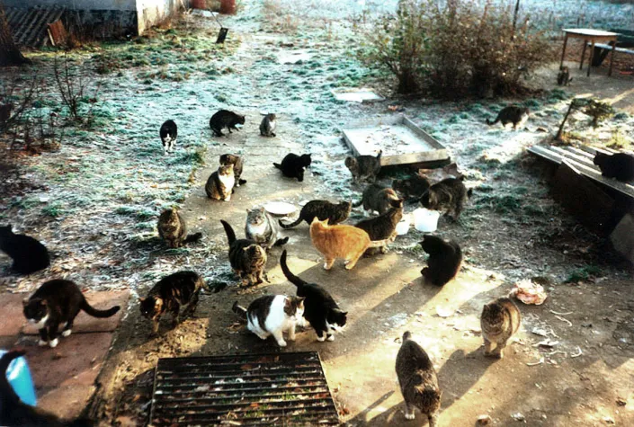 Bild: Grit Böttcher hat ein Herz für die Berliner Straßenkatzen