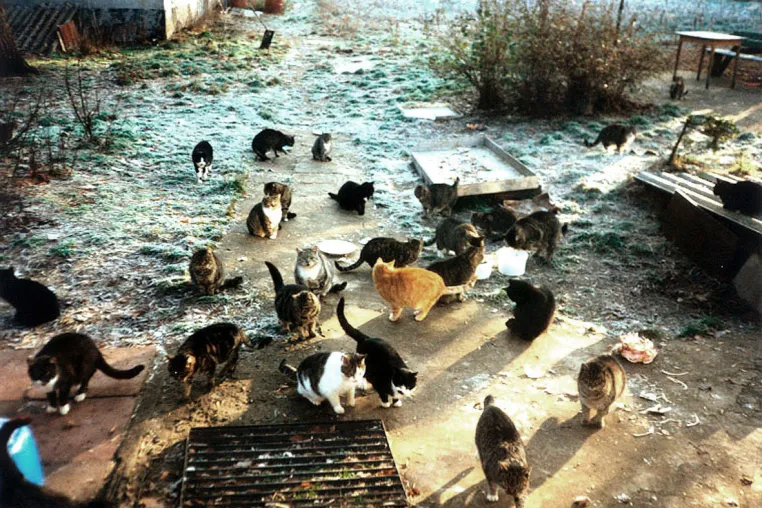 Grit Böttcher hat ein Herz für die Berliner Straßenkatzen Bild: Grit Böttcher hat ein Herz für die Berliner Straßenkatzen