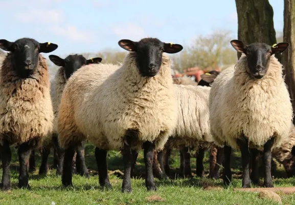 Bild: Ökologischer Gartenbau mit der Langzeitwirkung von Schafwoll-Pellets 