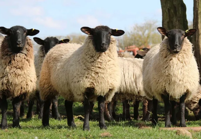 Bild: Ökologischer Gartenbau mit der Langzeitwirkung von Schafwoll-Pellets 