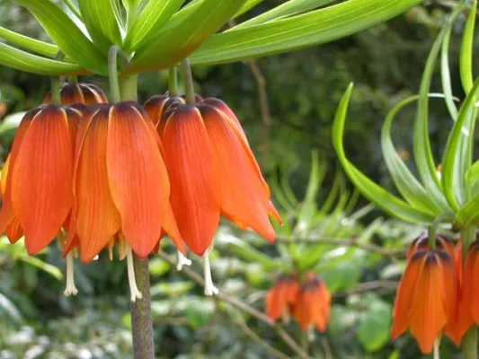 Bild: Zwiebelpflanzen - Jetzt für das Tüpfelchen auf dem „i“ sorgen