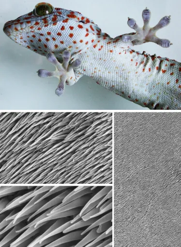 Winzige Härchen könnten Geckos vor dem Austrocknen schützen Bild: Winzige Härchen könnten Geckos vor dem Austrocknen schützen