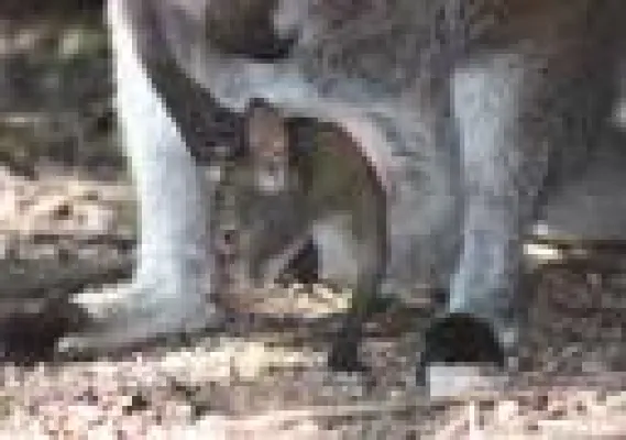 Bild: Sprung in die Sonne im Erlebnis-Zoo Hannover
