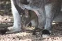 Bild: Sprung in die Sonne im Erlebnis-Zoo Hannover