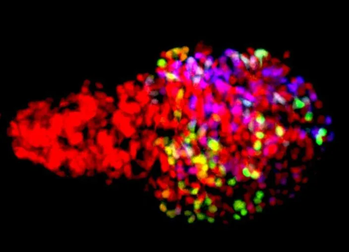 Bild: Rainbow colors reveal cell history: