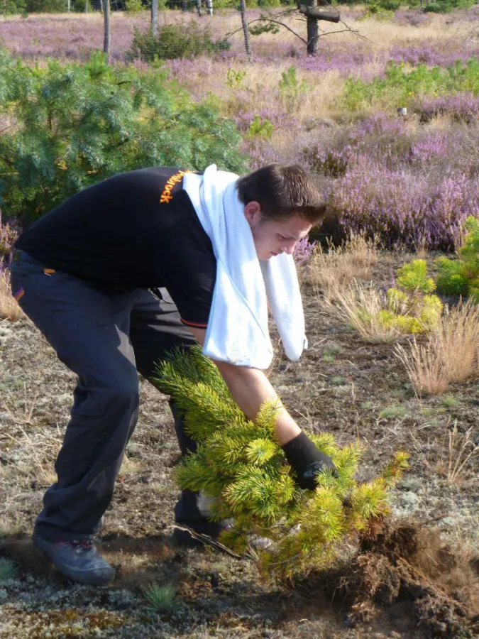 Mit der Entfernung von aufkeimenden Kiefern leisteten die Azubis einen aktiven Beitrag zum Umweltsch