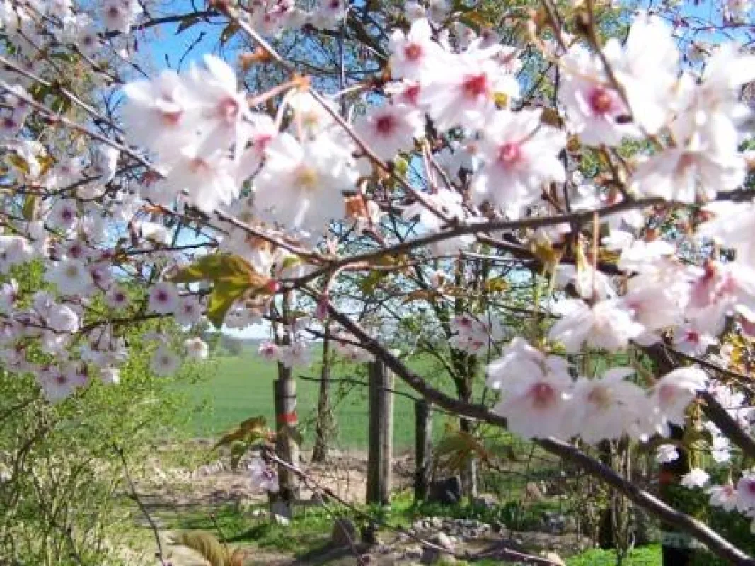 Deutsch-Japanischer Hain Schloss Mitsuko in Todendorf