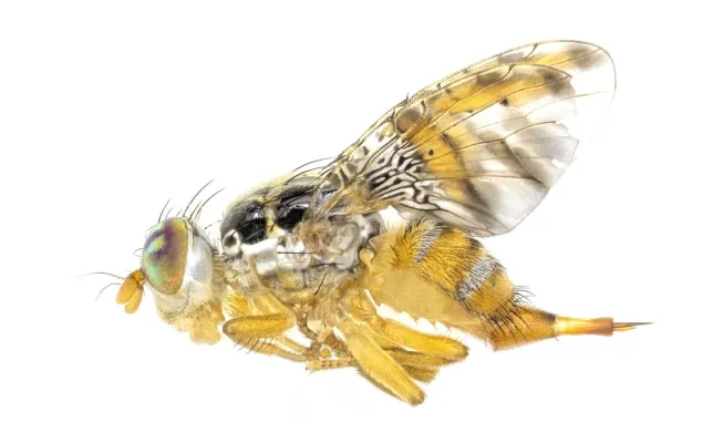 Bild: Forschungsteam gelingt Durchbruch bei der umweltfreundlichen Bekämpfung invasiver Schädlinge