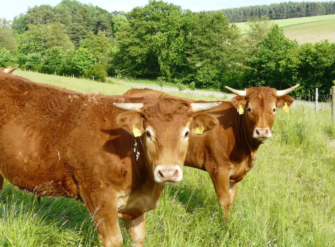 Gesunde Kühe auf der Weide