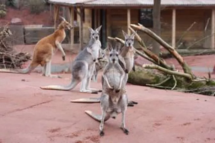 Bild: Im Erlebnis-Zoo Hannover mit Kängurus um die Wette hüpfen