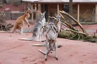 Im Erlebnis-Zoo Hannover mit Kängurus um die Wette hüpfen Bild: Im Erlebnis-Zoo Hannover mit Kängurus um die Wette hüpfen