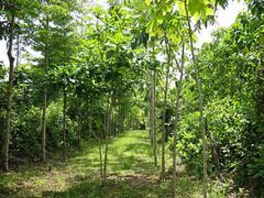 Bild: Woodstock und WoodStockInvest