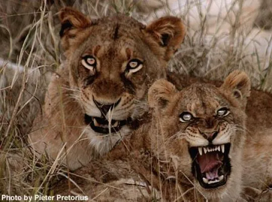 Bild: Live-Safaris auf wildearth.tv vom Wohnzimmer aus erleben dank Zaplive