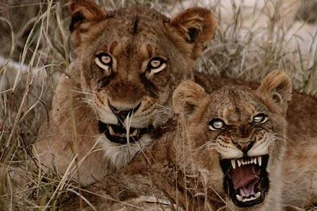 Bild: Live-Safaris auf wildearth.tv vom Wohnzimmer aus erleben dank Zaplive
