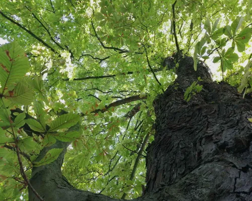 Hamburger Umzugsunternehmen pflanzt Bäume für die Stadt Bild: Hamburger Umzugsunternehmen pflanzt Bäume für die Stadt