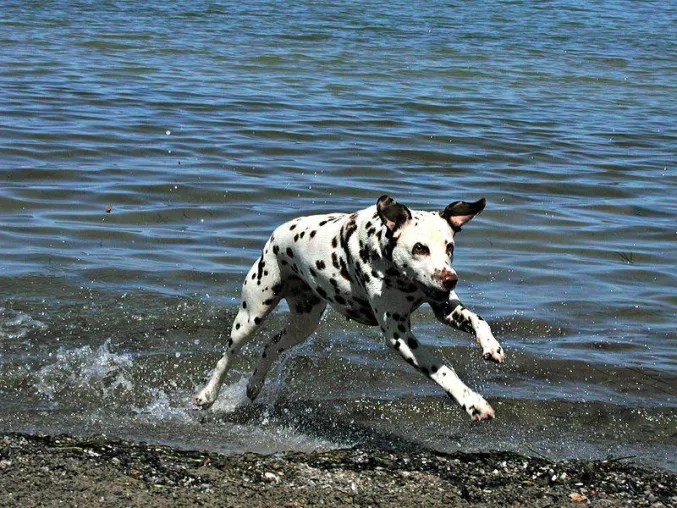 Badeurlaub in Kroatien: Die Hotspots für Hundebesitzer Bild: Badeurlaub in Kroatien: Die Hotspots für Hundebesitzer