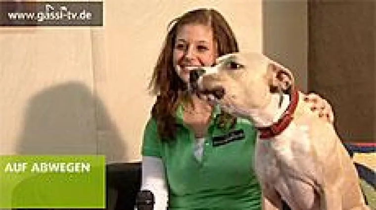 Bild: Hundemesse in Wiesbaden.