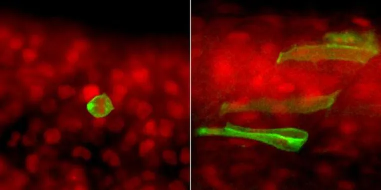 Zellschicksal: Protein sorgt dafür, dass Urkeimzellen sich zu Spermien und Eizellen entwickeln Bild: Zellschicksal: Protein sorgt dafür, dass Urkeimzellen sich zu Spermien und Eizellen entwickeln