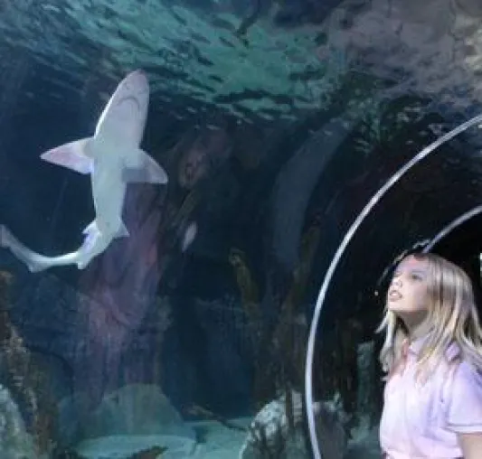 Bild: Gucken was da schwimmt - Seepferdchen, Rochen, Haifisch im neu eröffneten Sea Life Cuxhaven