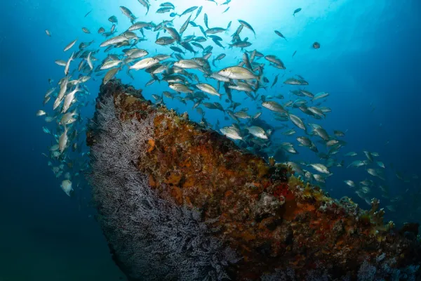 Bild:  Die British Virgin Islands feiern die BVI Wreck Week 2026 rund um Tauchen, Kultur und Meeresschutz