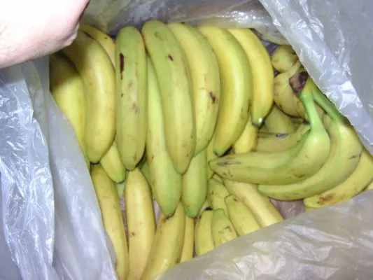 Bananenwein: Sonderedition ausverkauft, Österreich Juli 2019 Bild: Bananenwein: Sonderedition ausverkauft, Österreich Juli 2019