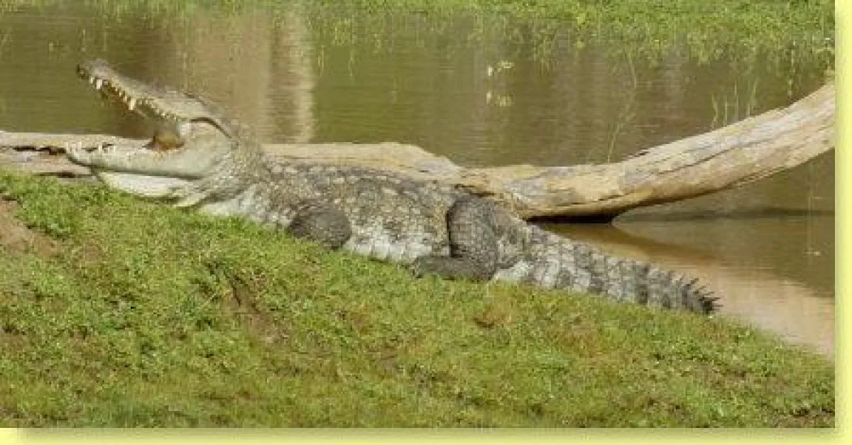 Krokodil im National Park