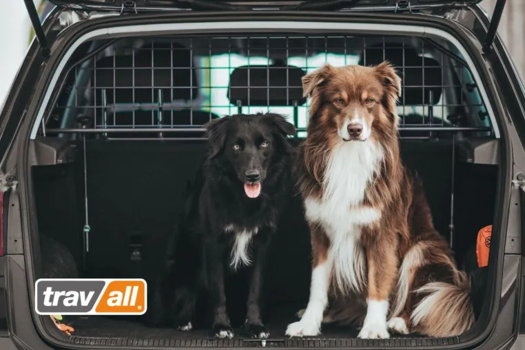 Bild: Fahrzeugspezifische Hundegitter für Elektroautos