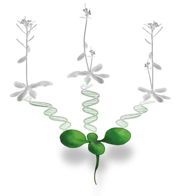 Arbeiten an der Ackerschmalwand Arabidopsis thaliana zeigen, dass eine Eizelle mit 2 Spermazellen verschmelzen kann. Die beiden Spermazellen können von zwei verschiedenen Vätern kommen. ( Universität