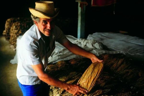 Tabakbauern im sozialistischen Kuba gehen online: Kubanische Zigarrenraritäten im Internet erhältlich Bild: Tabakbauern im sozialistischen Kuba gehen online: Kubanische Zigarrenraritäten im Internet erhältlich