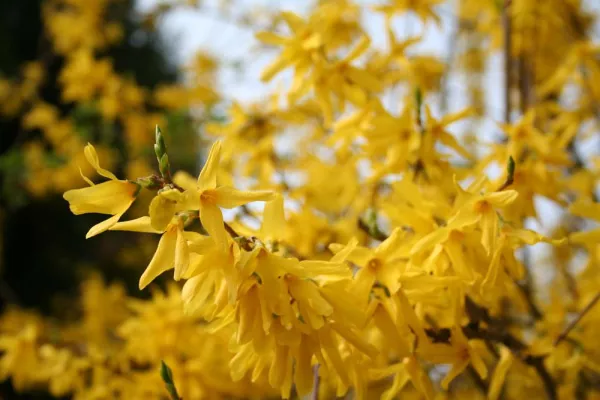 Bild: Lebendige Zäune: Die richtige Hecke für den Garten