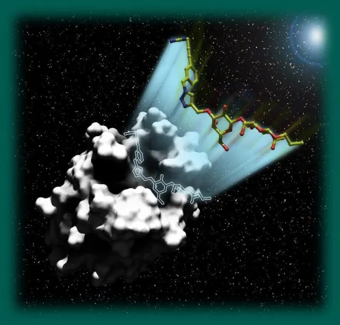 Mit Zuckermolekülen Tumore aufspüren Bild: Mit Zuckermolekülen Tumore aufspüren