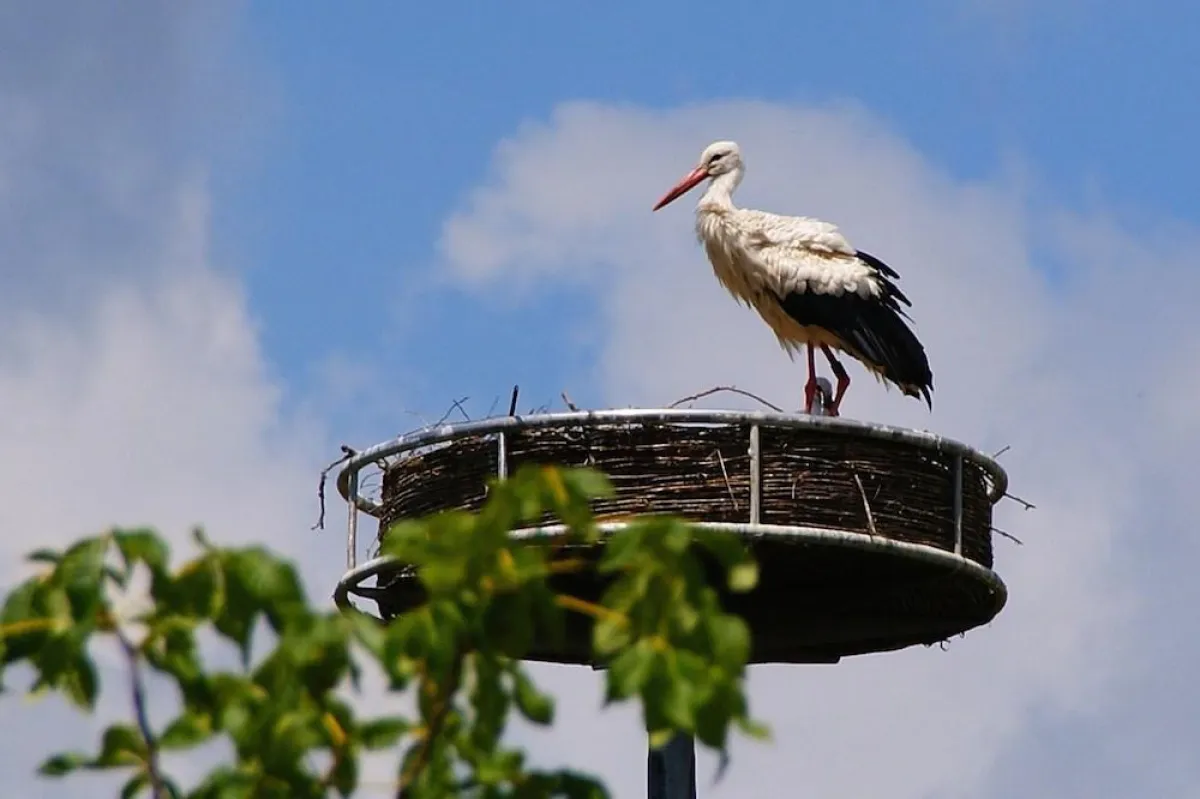 Nachwuchs im Storchennest. Foto: Dieter Zimmermann