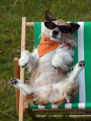 Die Trick Dogs der Markus Mühle - Erstes Casting für SUPERPFOTE® 2009 Bild: Die Trick Dogs der Markus Mühle - Erstes Casting für SUPERPFOTE® 2009