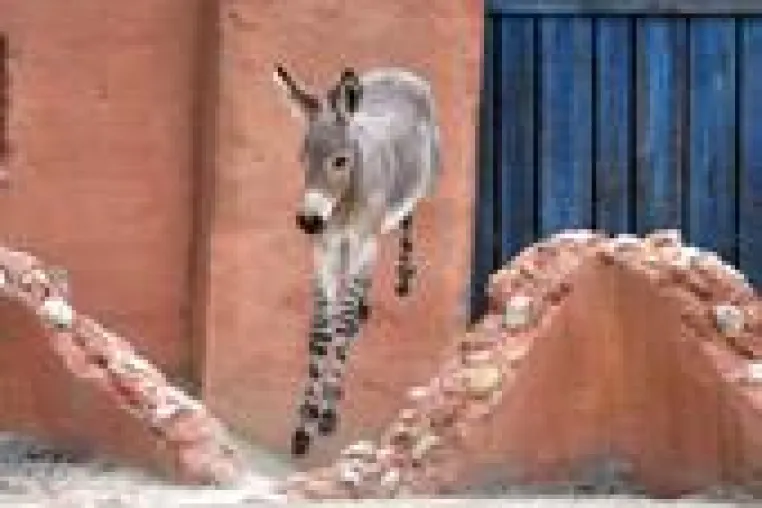 Bild: Sprung ins Leben im Erlebnis-Zoo Hannover