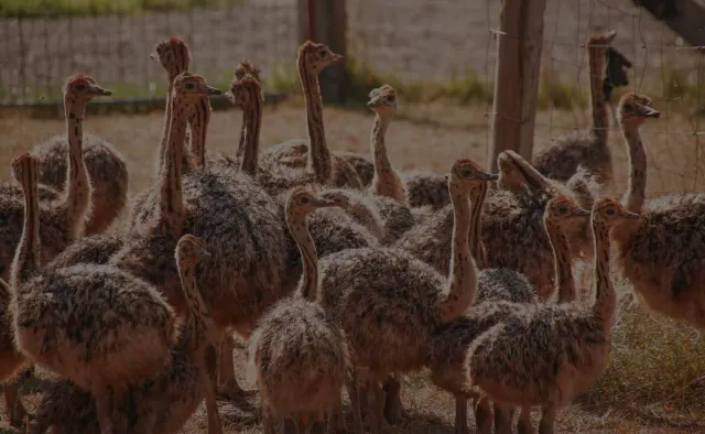 MAHABU Straußenfleisch Online-Shop startet Weihnachtsaktion Bild: MAHABU Straußenfleisch Online-Shop startet Weihnachtsaktion