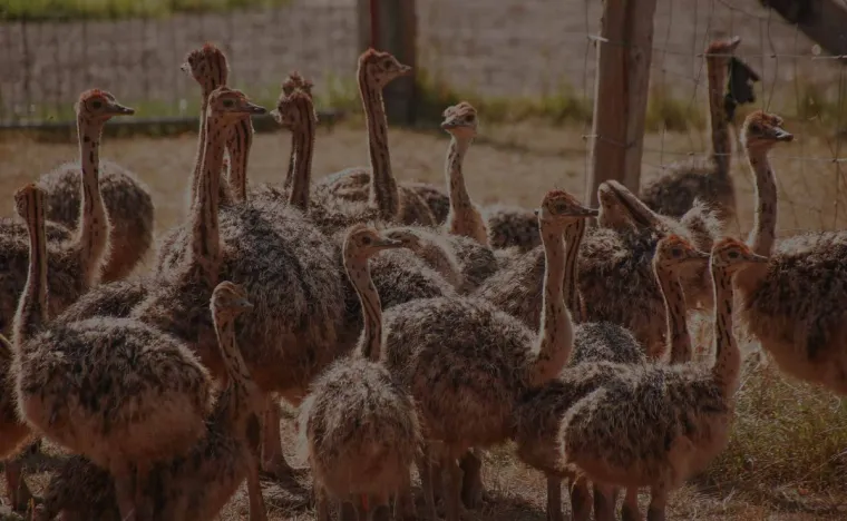 Bild: MAHABU Straußenfleisch Online-Shop startet Weihnachtsaktion