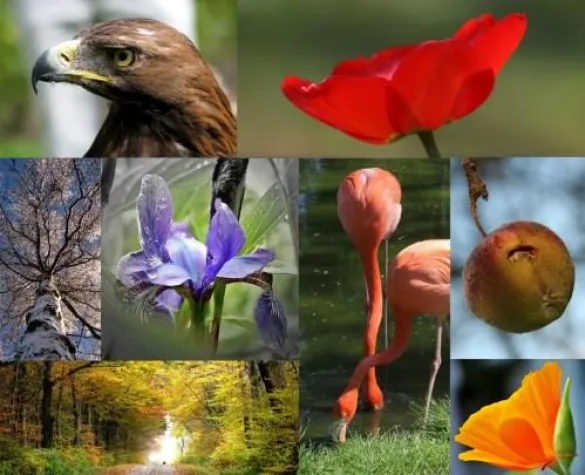 Bild: Aus Fauna und Flora: Naturfotografie in der „Galerie im Weinkomptor“